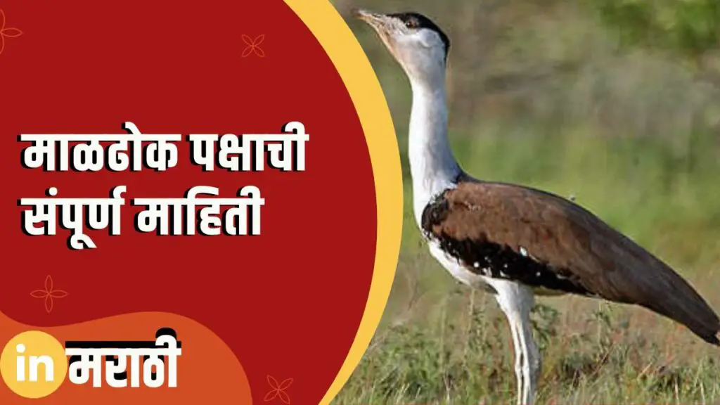 Maldhok Bird Information In Marathi