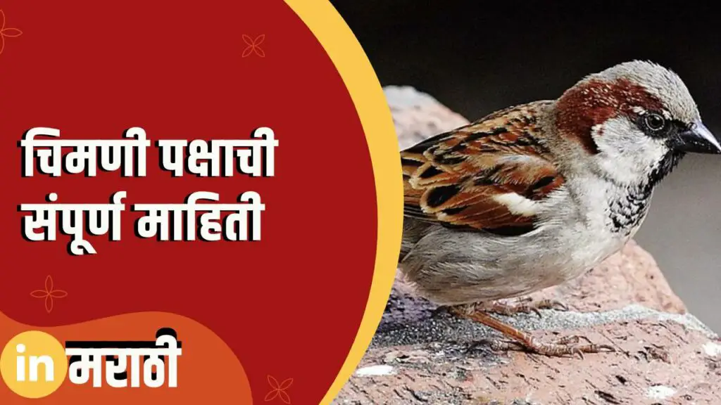 Sparrow Information In Marathi