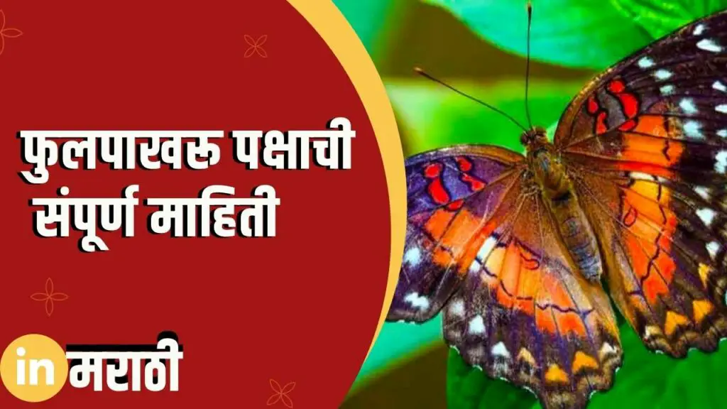 Butterfly Information In Marathi