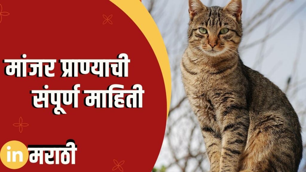 Cat Information In Marathi