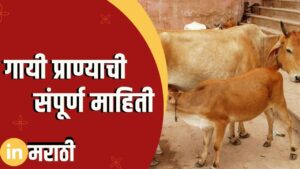 Cow Information In Marathi