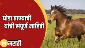 Horse Information In Marathi