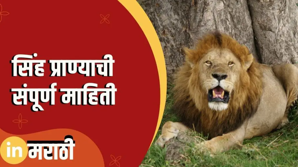 Lion Information In Marathi