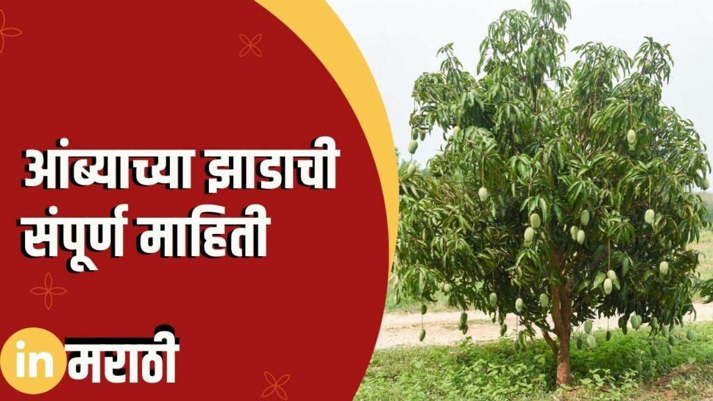 Mango Tree Information In Marathi