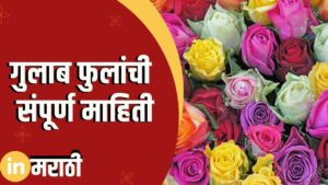 Rose Information In Marathi