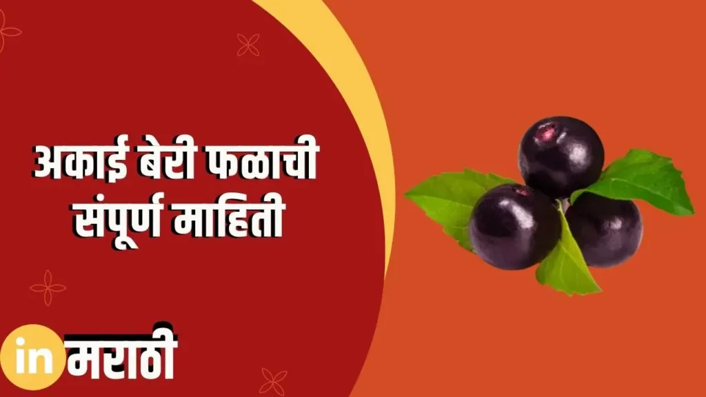 Acai Berry Fruit Information In Marathi
