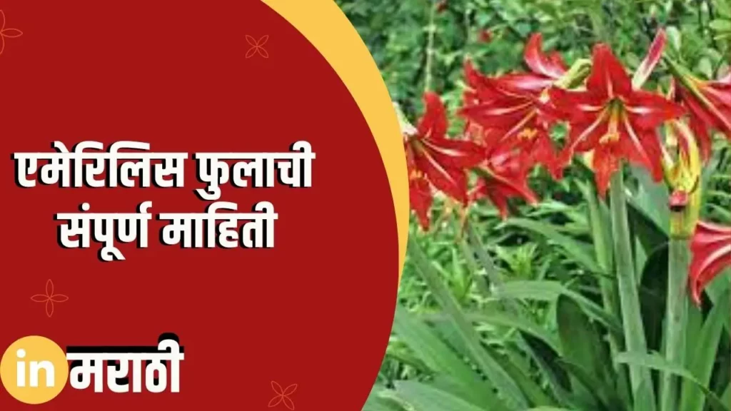 Amaryllis Flower Information In Marathi