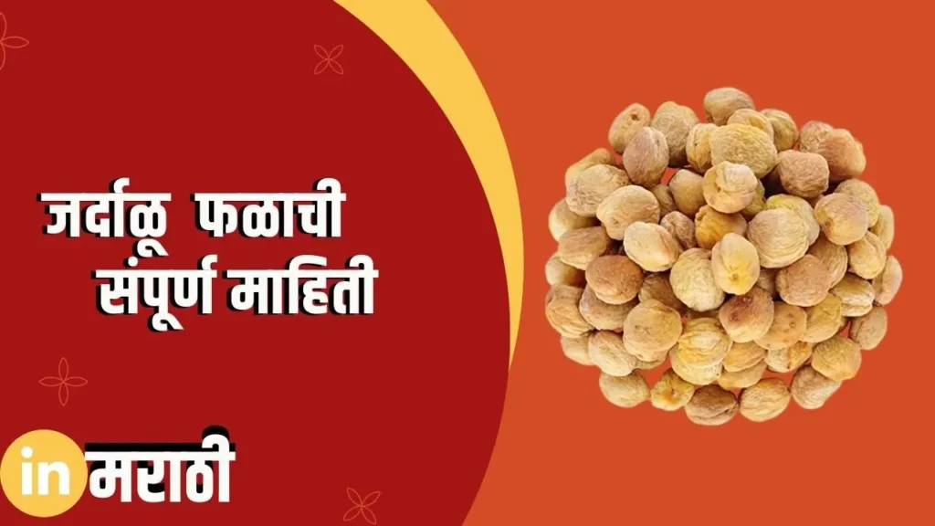 Apricot Fruit Information In Marathi