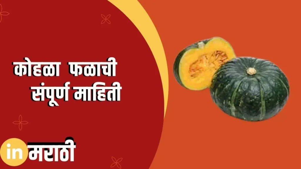 Ash Gourd Fruit Information In Marathi