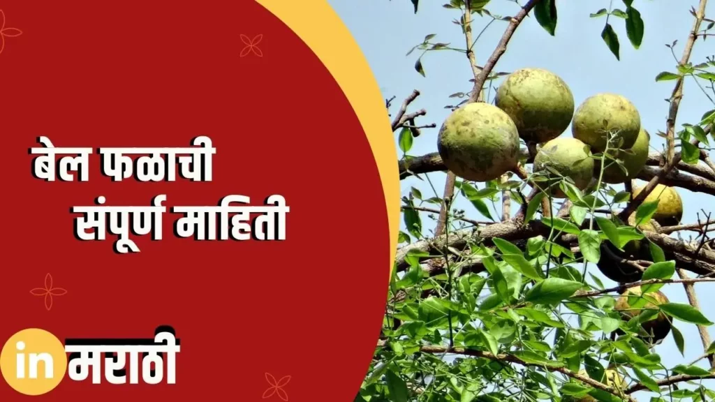 Bael Fruit Information In Marathi