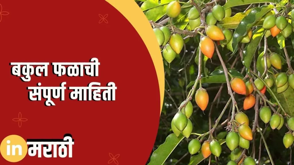 Bakul Fruit Information In Marathi