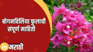 Bougainvillea Flower Information In Marathi