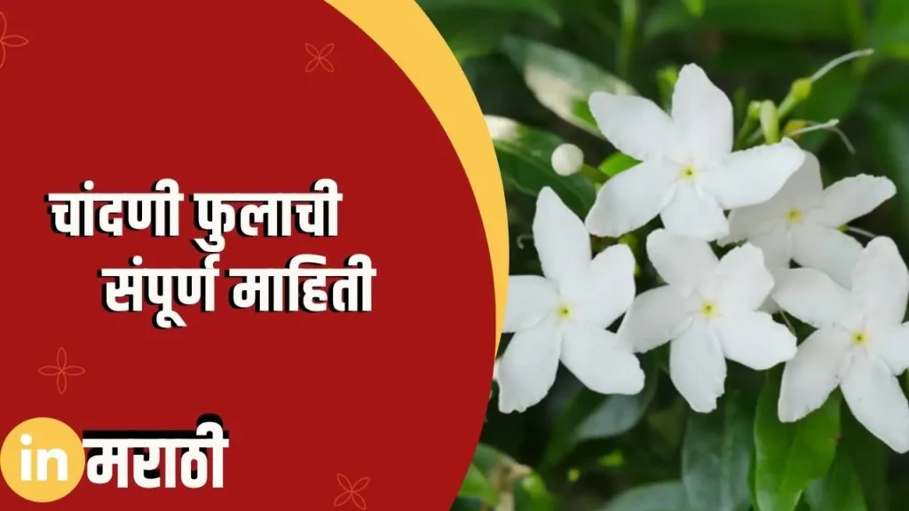 Chandani Flower Information In Marathi