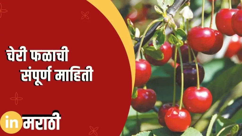 Cherry Fruit Information In Marathi