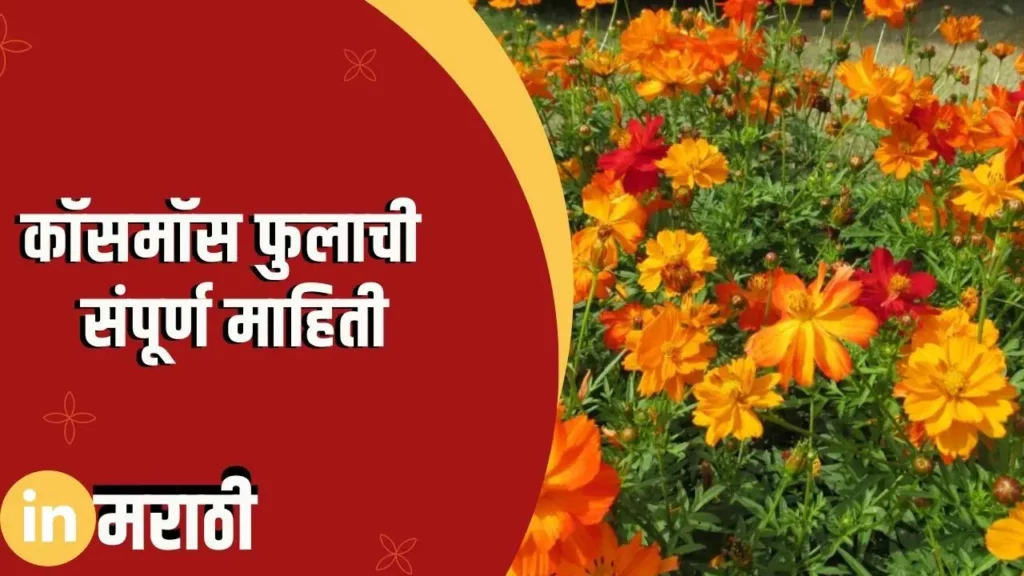 Cosmos Flower Information In Marathi