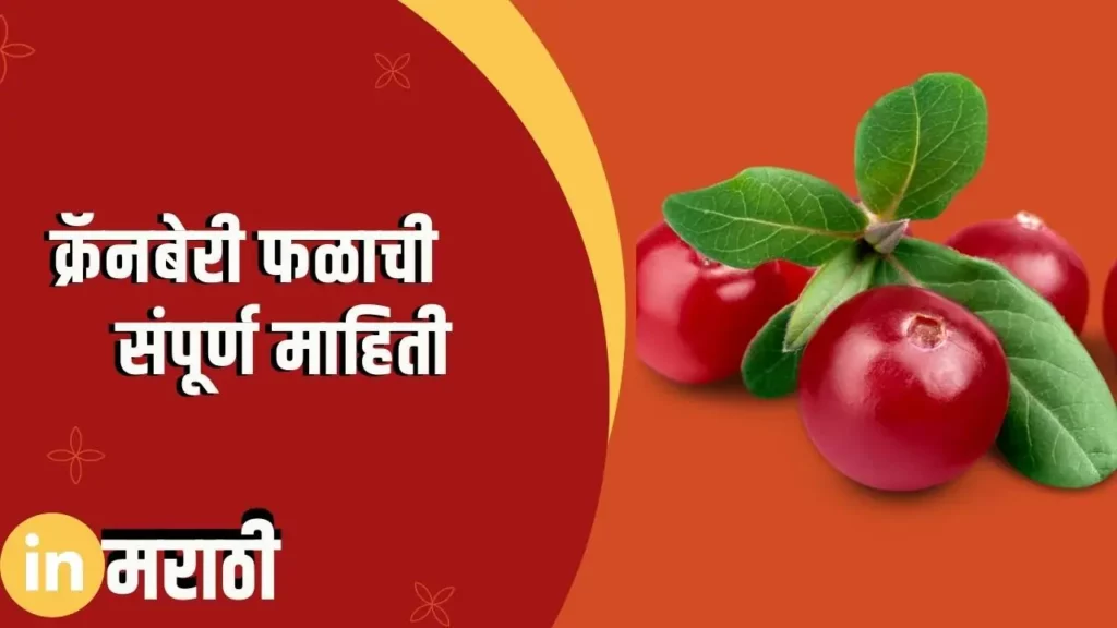 Cranberry Fruit Information In Marathi
