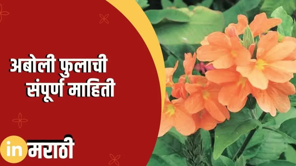 Crossandra Flower Information In Marathi