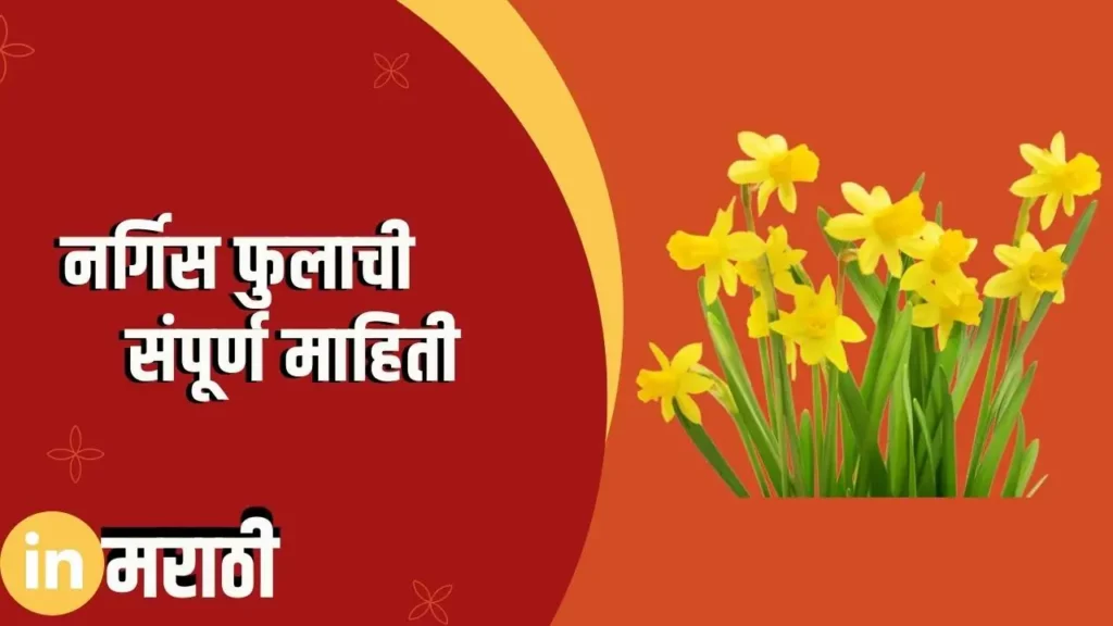 Daffodil Flower Information In Marathi