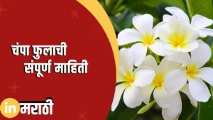 Frangipani Flower Information In Marathi