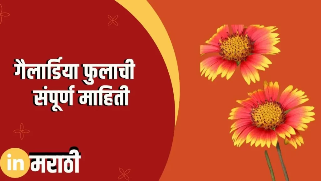 Gaillardia Flower Information In Marathi