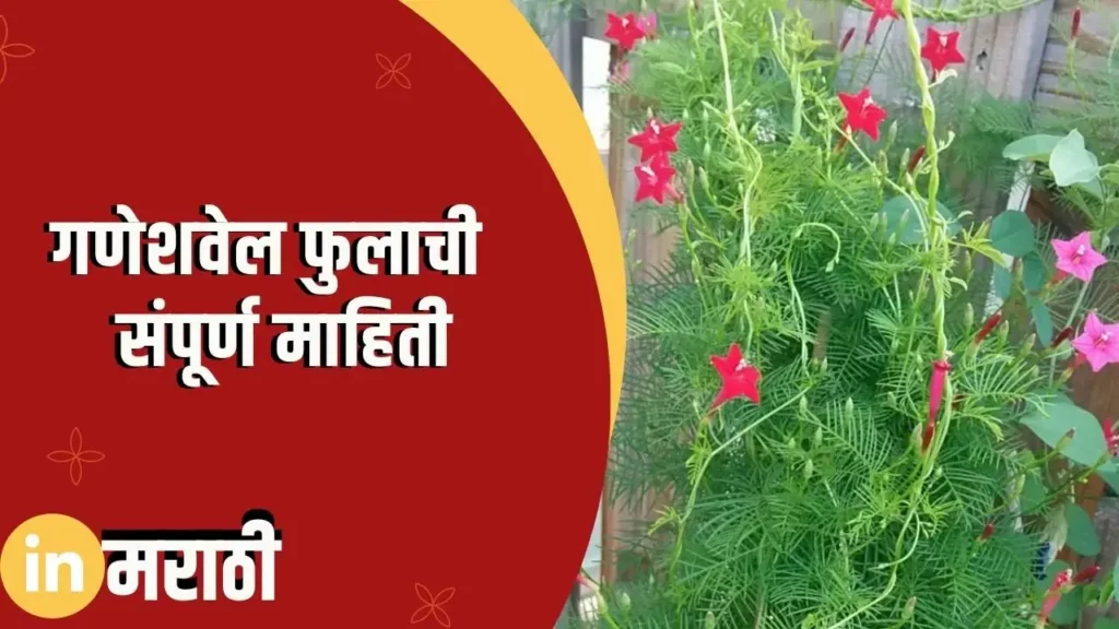 Ganeshvel Flower Information In Marathi