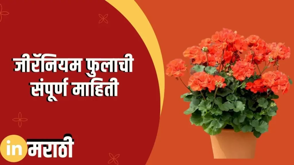 Geranium Flower Information In Marathi