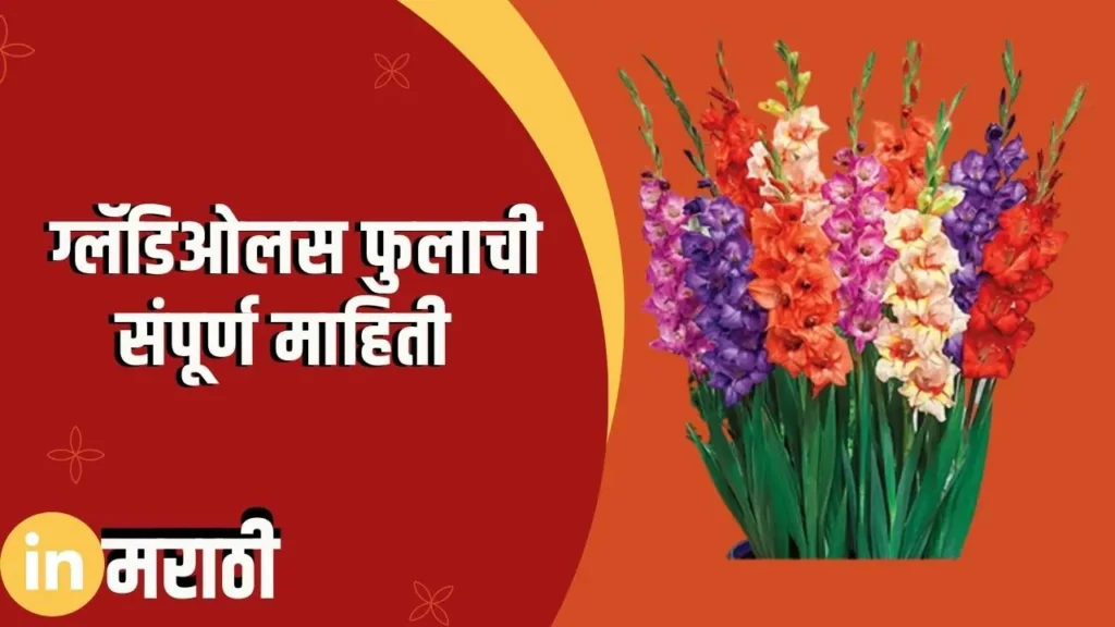 Gladiolus Flower Information In Marathi
