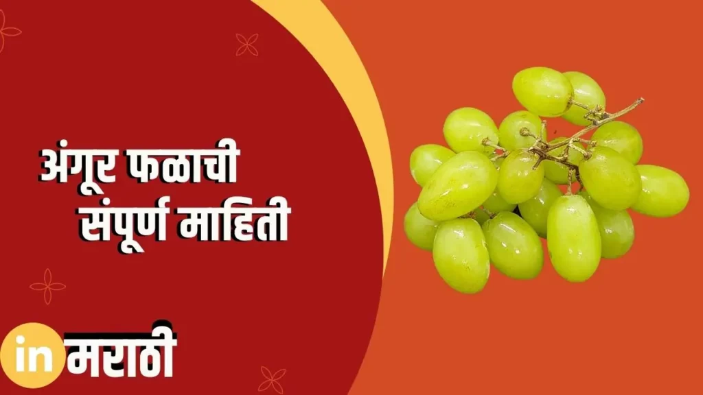 Grapes Fruit Information In Marathi