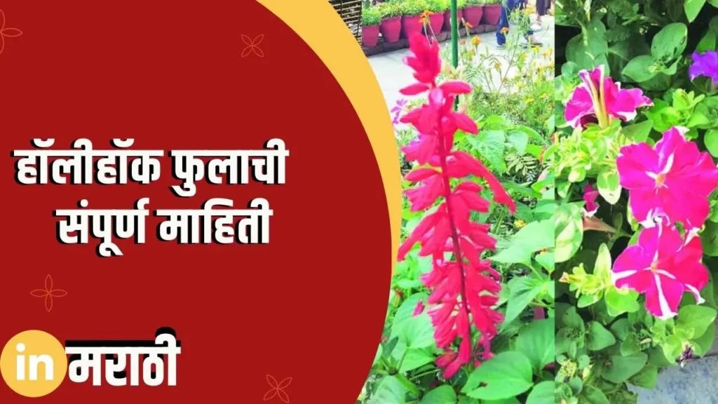 Hollyhock Flower Information In Marathi