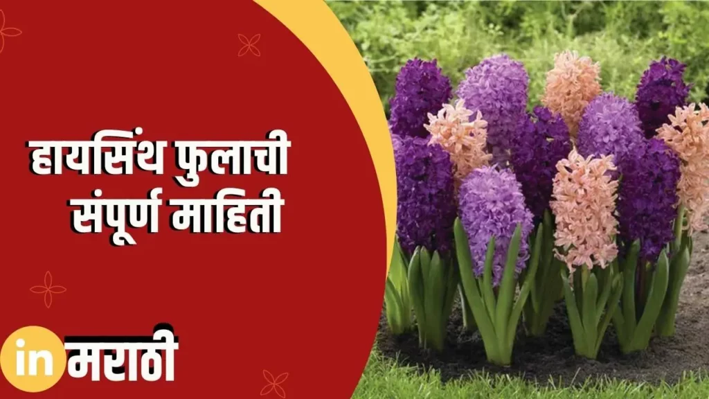 Hyacinth Flower Information In Marathi