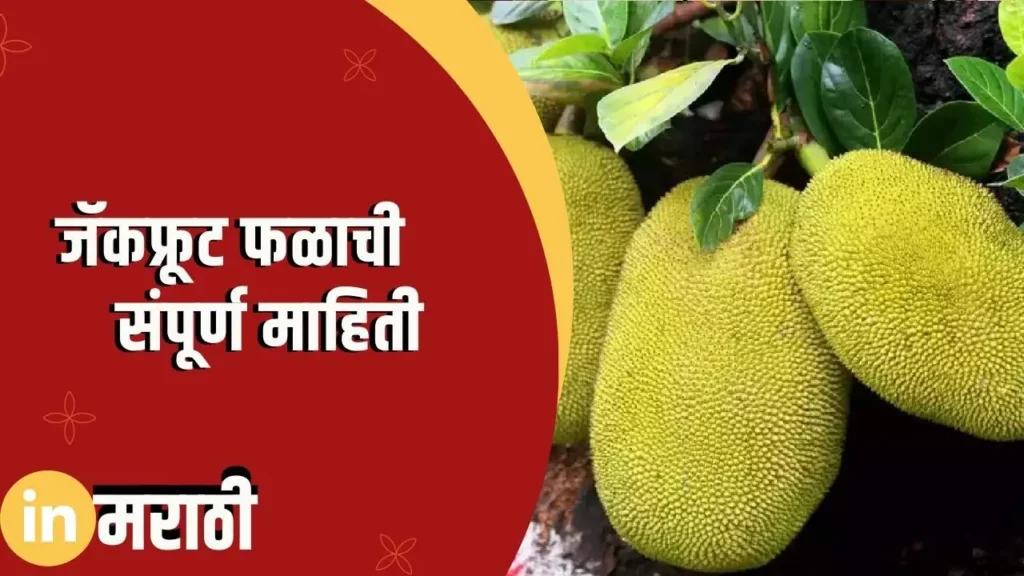 Jackfruit Fruit Information In Marathi