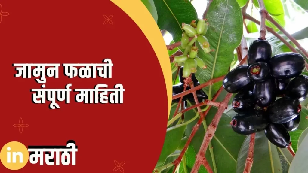 Jamun Fruit Information In Marathi
