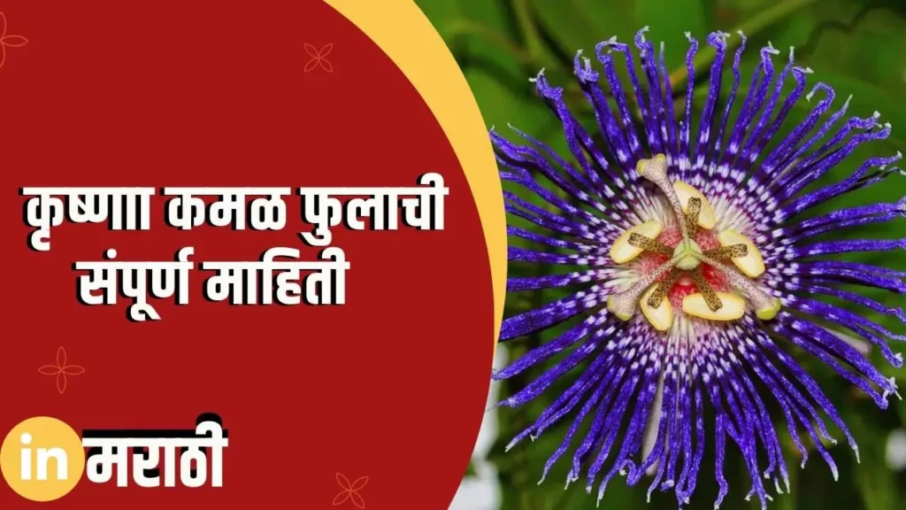 Krishna Kamal Flower Information In Marathi
