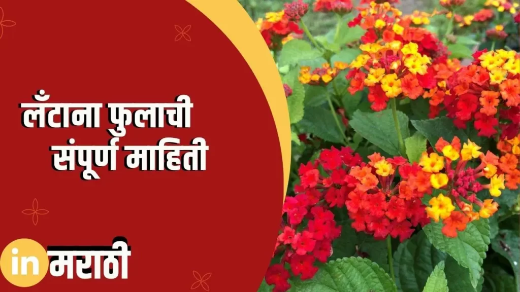 Lantana Flower Information In Marathi