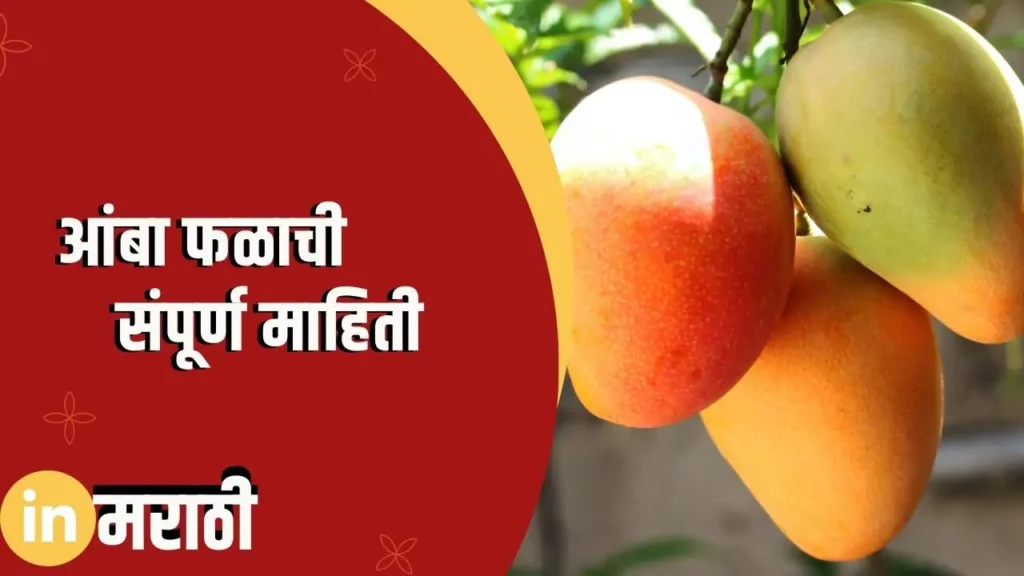 Mango Fruit Information In Marathi