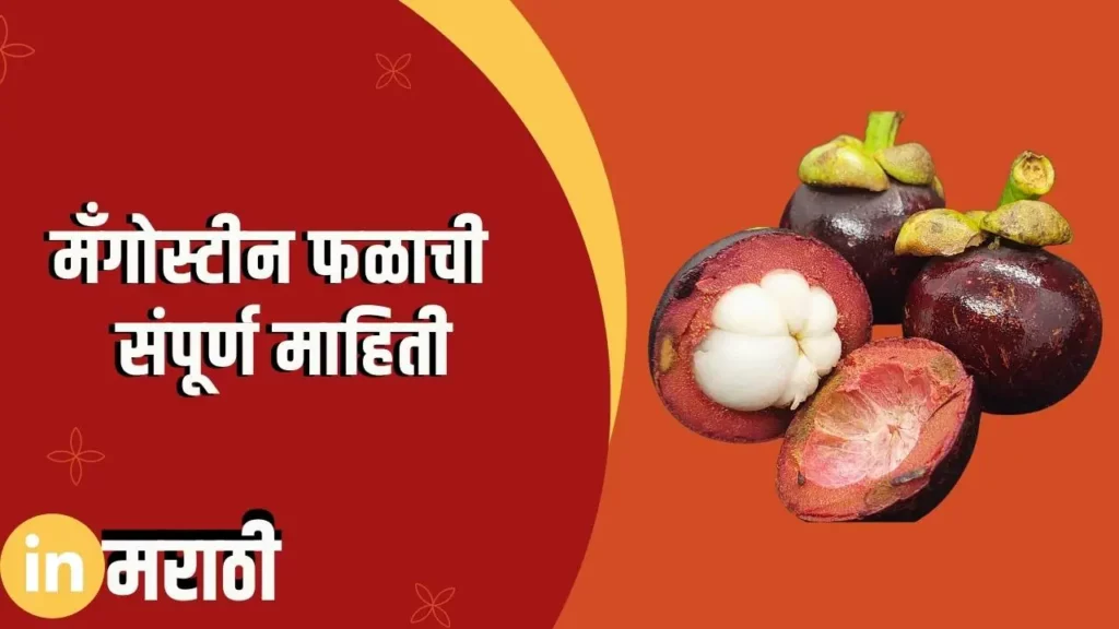 Mangosteen Fruit Information In Marathi