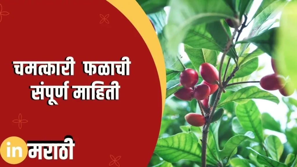 Miracle Fruit Information In Marathi