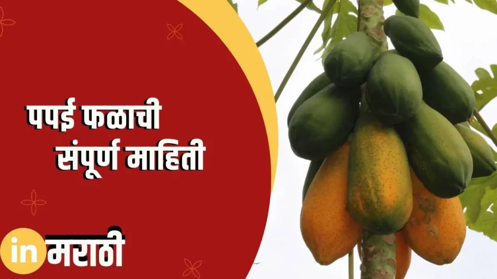 Papaya Fruit Information In Marathi