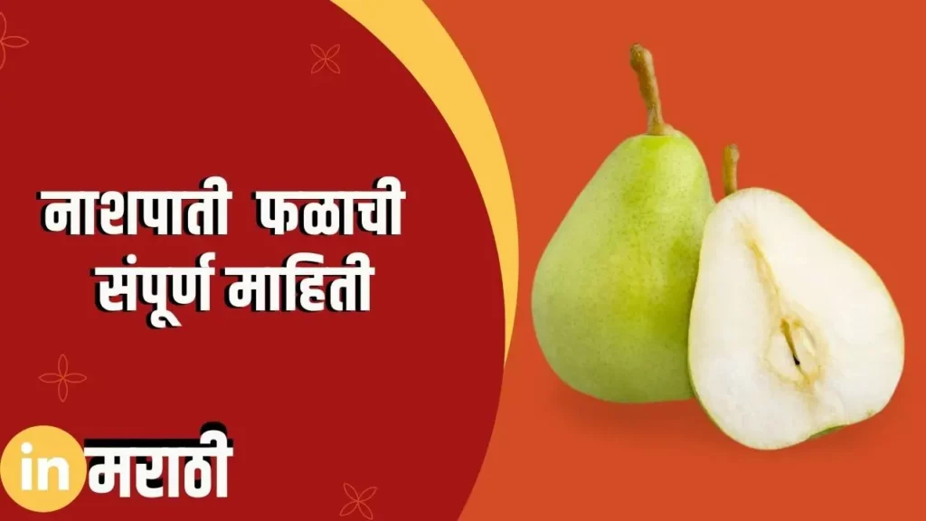 Pear Fruit Information In Marathi