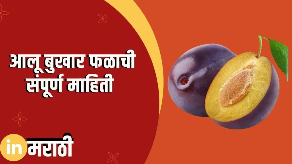 Plum Fruit Information In Marathi