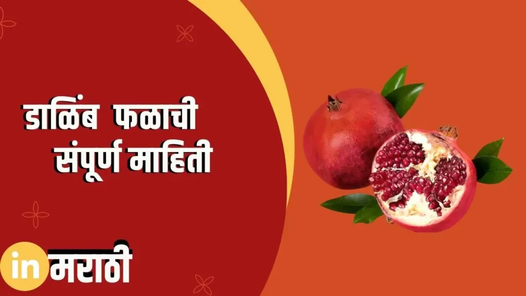 Pomegranate Fruit Information In Marathi