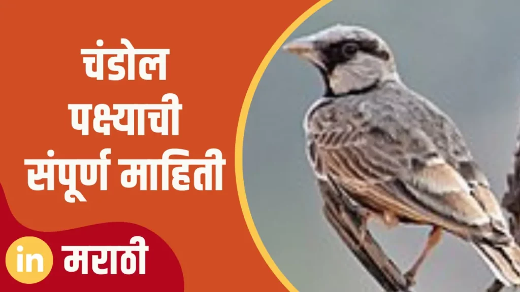 Chandol Bird Information In Marathi