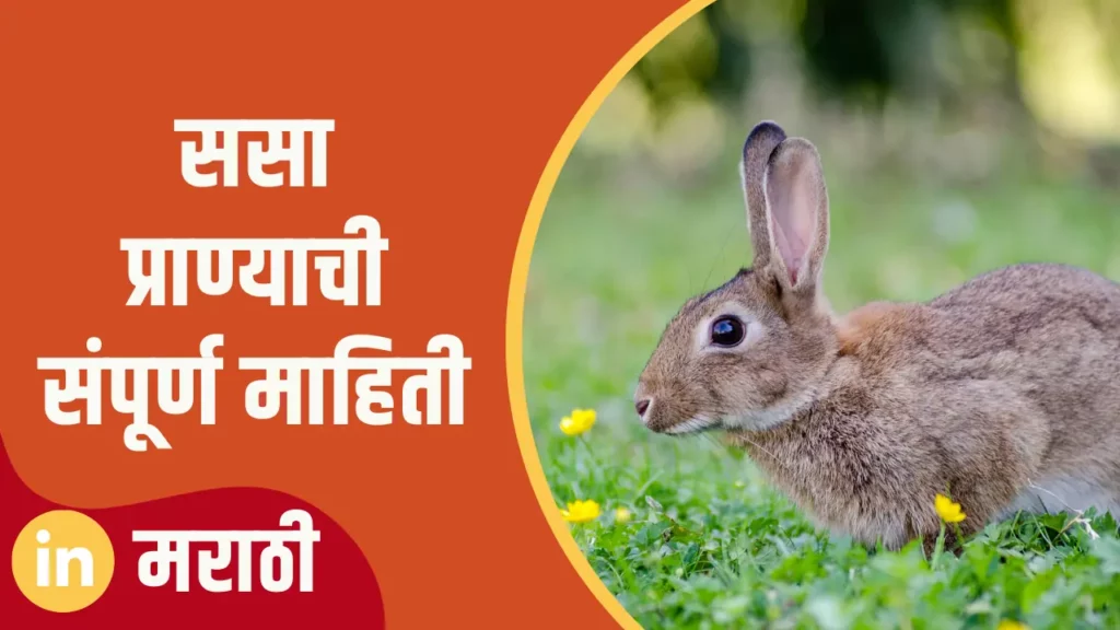 Rabbit Animal Information In Marathi